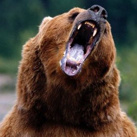 Můžeme přežít útok medvěda Grizzlyho? – RF-Hobby.cz