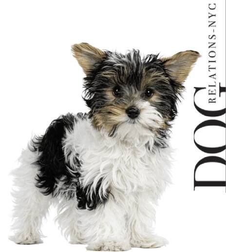 Psychiatric Service Dog Training Old | Dog Relations New York City