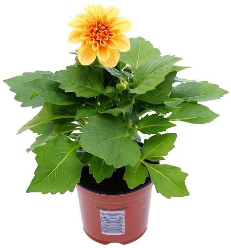 Jiřina (Dahlia), různé barvy, pr. kv. cca 10,5 cm