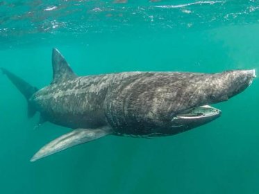 Basking Shark – Facts, Size, Habitat, Pictures