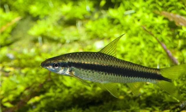 barb fish