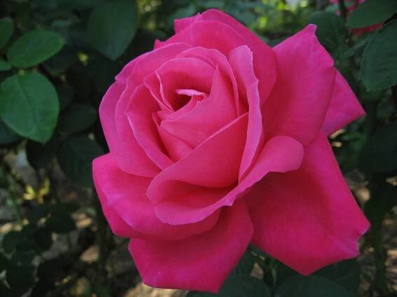 Rosa 'Miss All-American Beauty' - Wikipedia