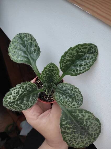 Streptocarpus "Pretty Turtle"