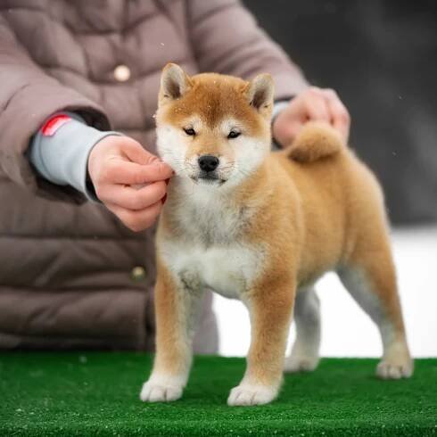 ПОМЕТ M-2022. SHIOMARU Shiba and Akita Inu Kennel