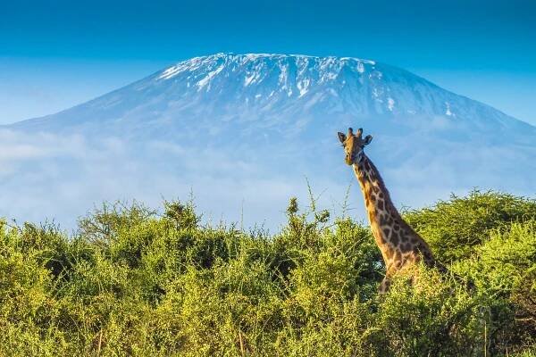 tanzania_mount_kilimanjaro_giraffe_east_africa_honeymoon