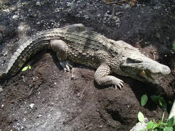 Krokodýlí farma Guamá