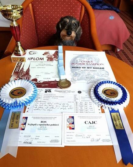 HOLMES – Estonian FCI Kennel MiniReval´s