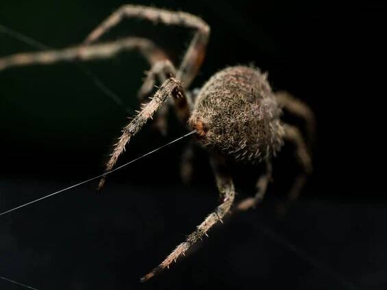 Orb Weaving spider lays out Web closeup from behind with black background
