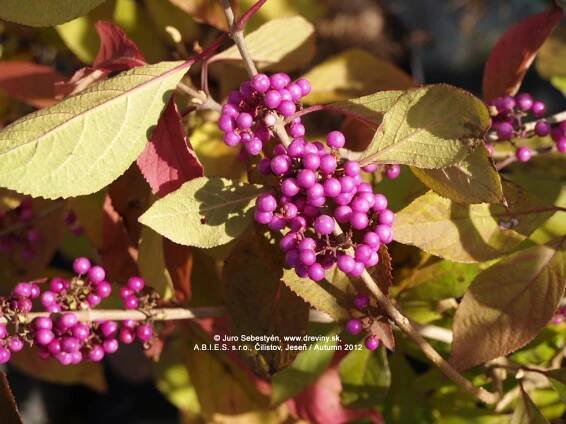 Callicarpa bodinieri 'Profusion' - krásnoplod