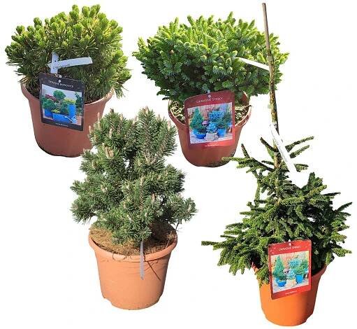 Směs jehličnanů roubovaných Pinus densiflora, Oculus Draconis, Picea; velikost květináče: 12 l