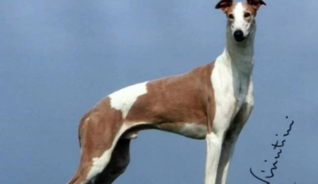 Chrti – plemena psů: Afgánský, Barzoj, Saluki a další - Chovatelka.cz