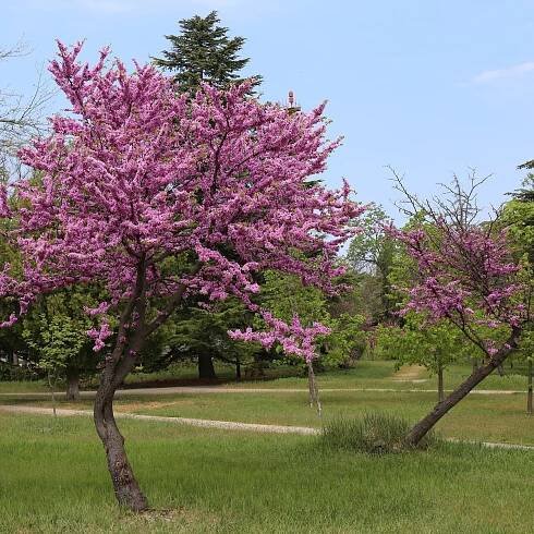 Zmarlika Jidášova - Cercis siliquastrum - semena zmarliky - 6 ks
