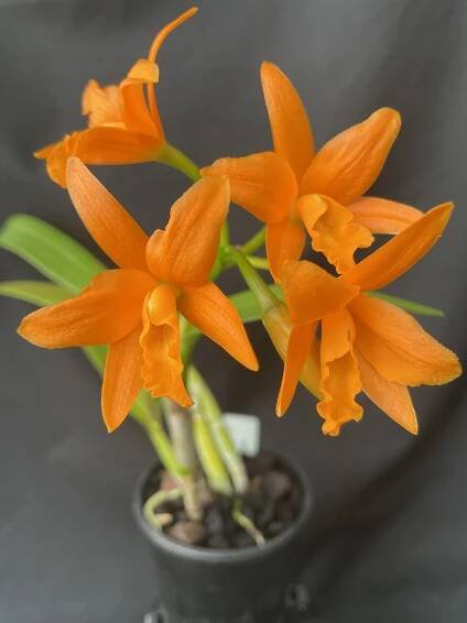 Cattleya ‘Chief Sunkiss’