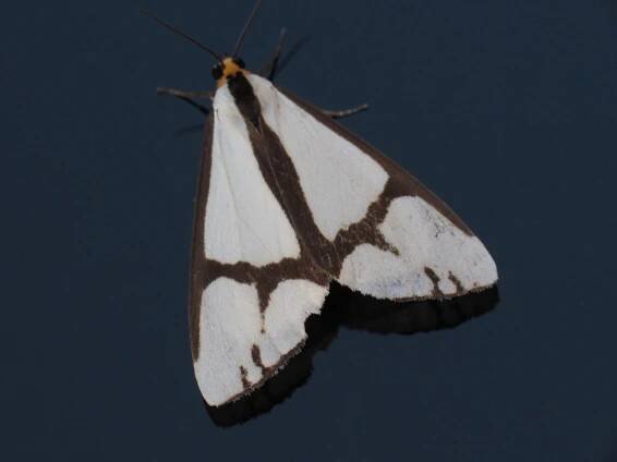 Dayton Insects