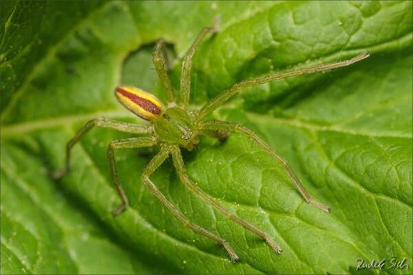 Česká arachnologická společnost - Micrommata virescens (Clerck, 1757) [maloočka smaragdová] → Čeleď: Sparassidae → Rod