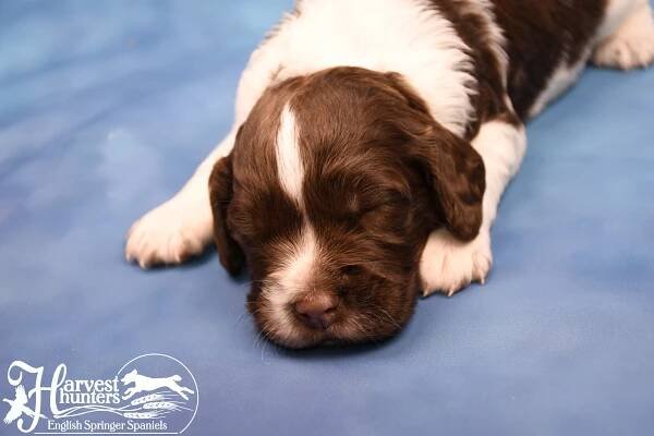 Eve x Rudy Summer 2018 Puppies | Harvest Hunters English Springer Spaniels