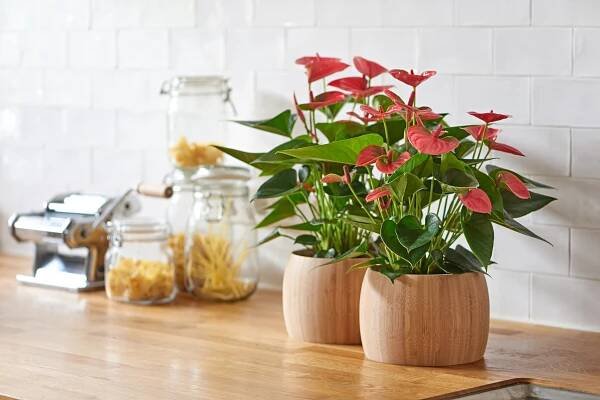 How to take care of an Anthurium pot plant and cut flower