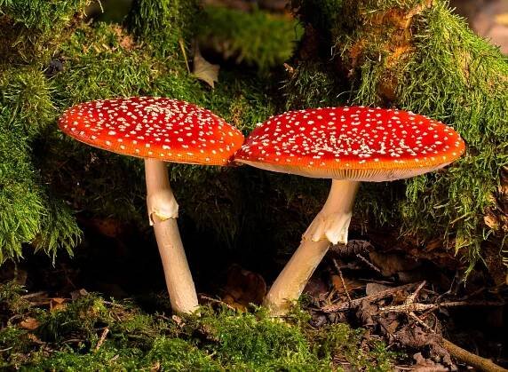 Diferencias Amanita ponderosa y tóxicas