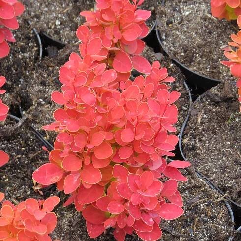 Berberis thunbergii Orange Ice (c) | Tvarované živé ploty |Zahradnictví Franc 