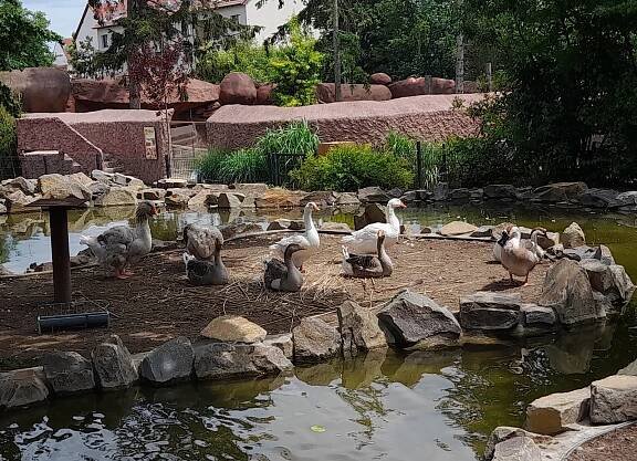 VIDEO: Procházka mezi jezírky. Zoopark Vyškov láká novou expozicí vodní drůbeže