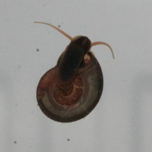 Tadpoles (02) – Snail social life – Alex van der Wateren