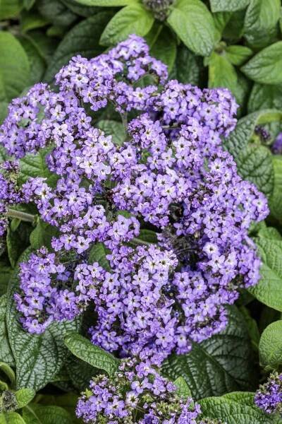 Aromagica® Purple - Heliotrope - Heliotropium arborescens | Proven Winners
