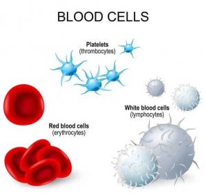 nákresy krve trombocyty, červené krvinky, bílé krvinky