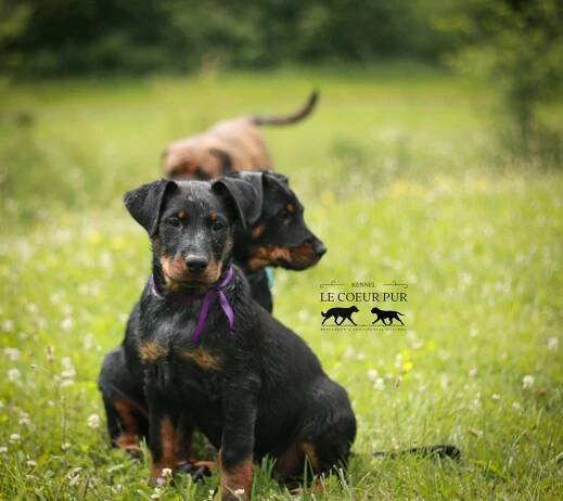 Beauceron - štěňátka k prodeji | iFauna.cz