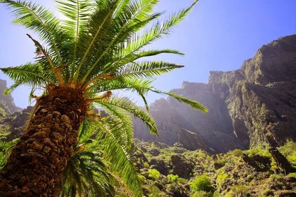 Tenerife – ADAM PINDÓR
