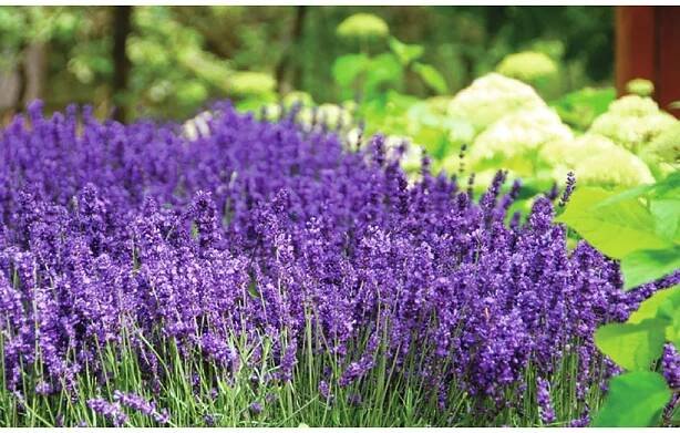 Lavandula angustifolia HIDCOTE BLUE STRAIN - levandule úzkolistá - Lukon Glads s.r.o.