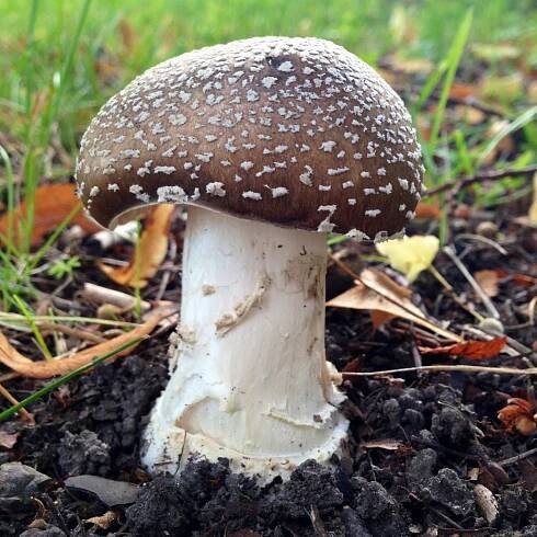 Soubor:Amanita franchetii (Boud.) Fayod 449297.jpg – Wikipedie