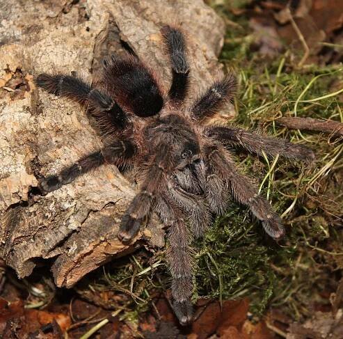Aviculariinae - Gallery - birdspidersCH