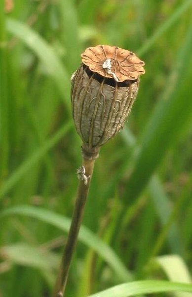 Soubor:Grote klaproos vrucht Papaver rhoeas.jpg