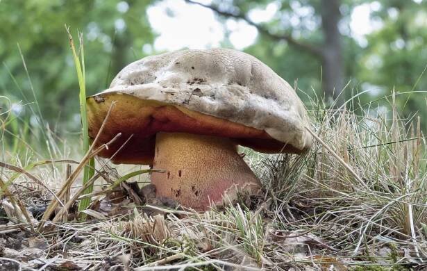 Hřib satan (Rubroboletus satanas)
