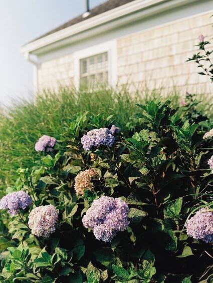 hydrangeas-in-cape-cod