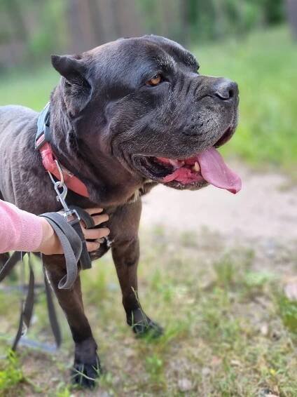 BRODY - cane corso, mazel, parťák, vhodný k dětem