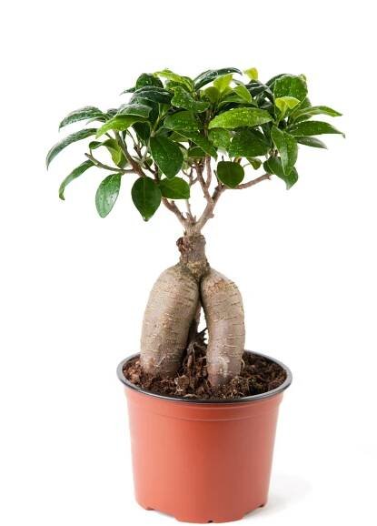 Ginseng Ficus Bonsai