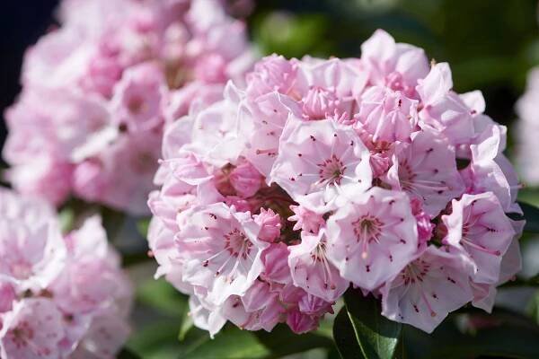 Die Kalmia latifolia : alles Wissenswerte