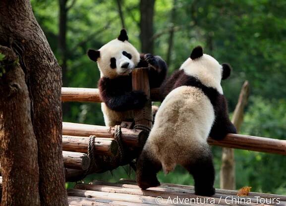 Panda velká – Xiongmao (Siung-mao), Čína - China Tours