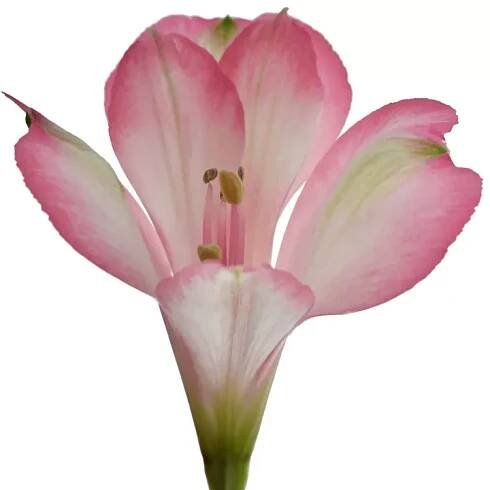 Alstromérie CASTILLO 80g