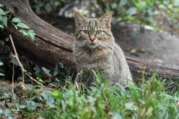 kočka divoká | Zoo Hluboká 