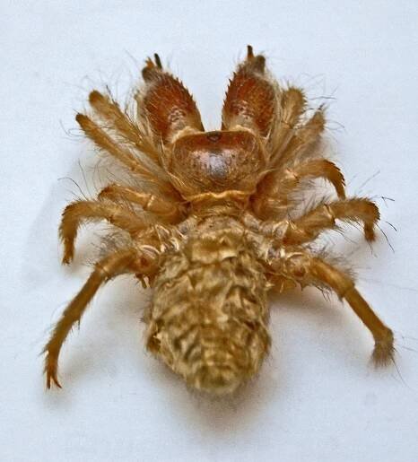 Rhagodidae