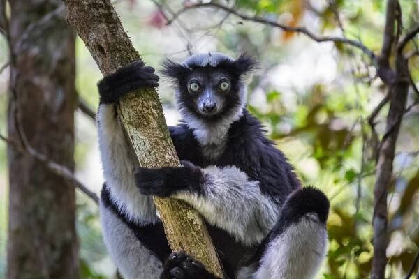 lemur - indri - stock snímky, obrázky a fotky