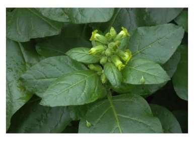 Tabák selský (Nicotiana rustica) - semena tabáku - 0,1g cca 300 ks