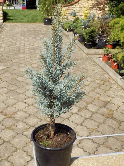 Picea pungens 'Iseli Fastigiate'