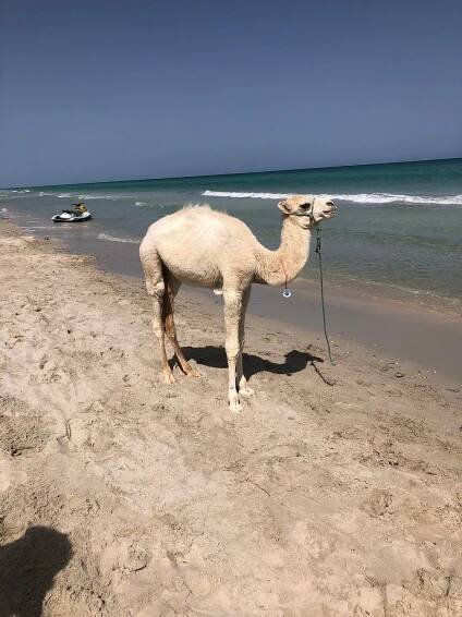 Djerba Resort Gym: Pictures & Reviews - Tripadvisor