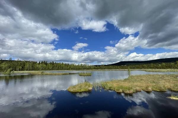 Chalupská slať, Šumava. Foto: Šárka Kobrynová