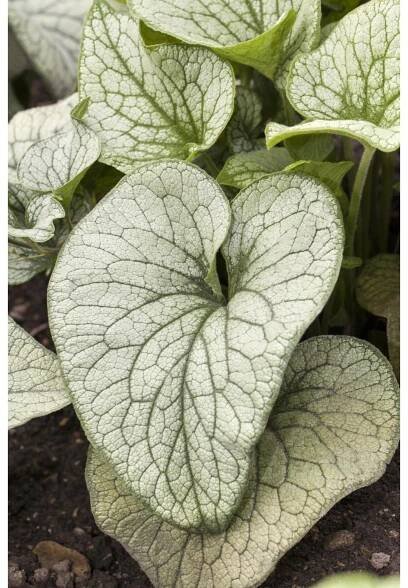 GROW by OBI Pomněkovec velkolistý (Brunnera macrophylla), 40 cm, pr. 19 cm