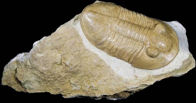 Pseudoasaphus