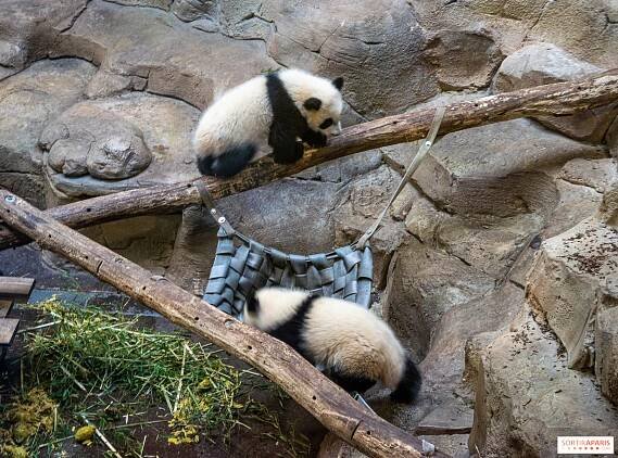 Zoo Beauval slaví narozeniny pandího mláděte, program akcí